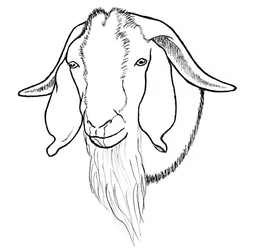 807x800 Goat Drawings - Goat Drawing Pictures