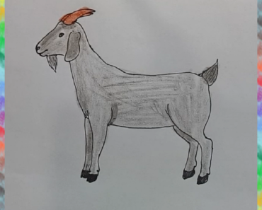 370x297 Goat Drawing Archives - Goat Drawing Pictures