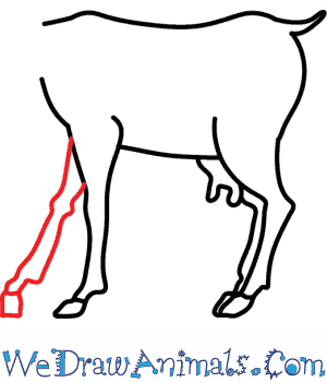 300x350 How To Draw A Goat - Goat Drawing Pictures
