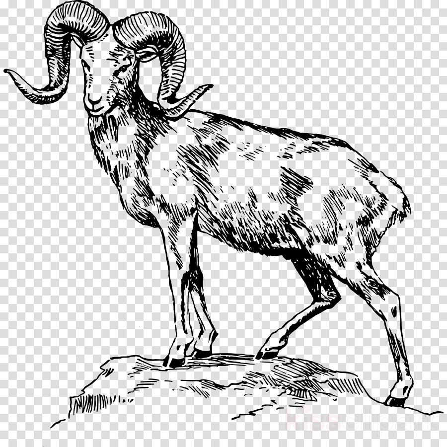 900x900 Sheep, Goat, Drawing, Transparent Png Image Clipart Free Download - Goat Drawing Pictures