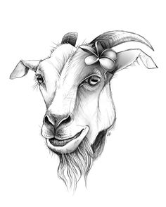 236x294 Goat Face Side Drawing - Goat Face Drawing