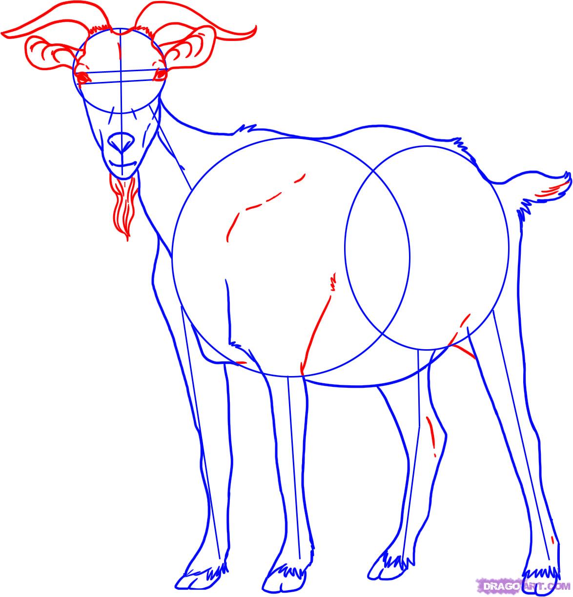 1174x1224 How To Draw A Goat, Step - Goat Face Drawing