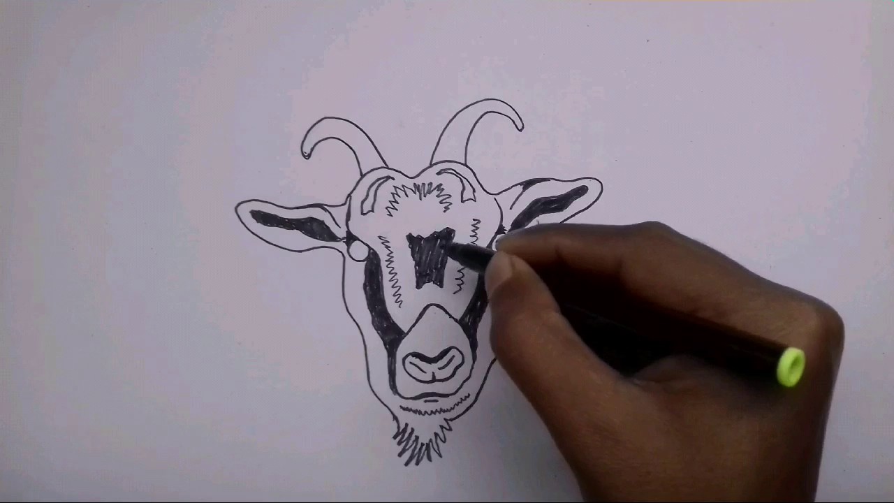 1280x720 How To Draw A Goat Face - Goat Face Drawing