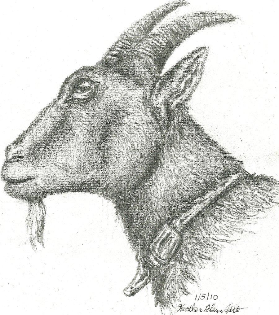 900x1017 How To Draw A Goat Face - Goat Face Drawing
