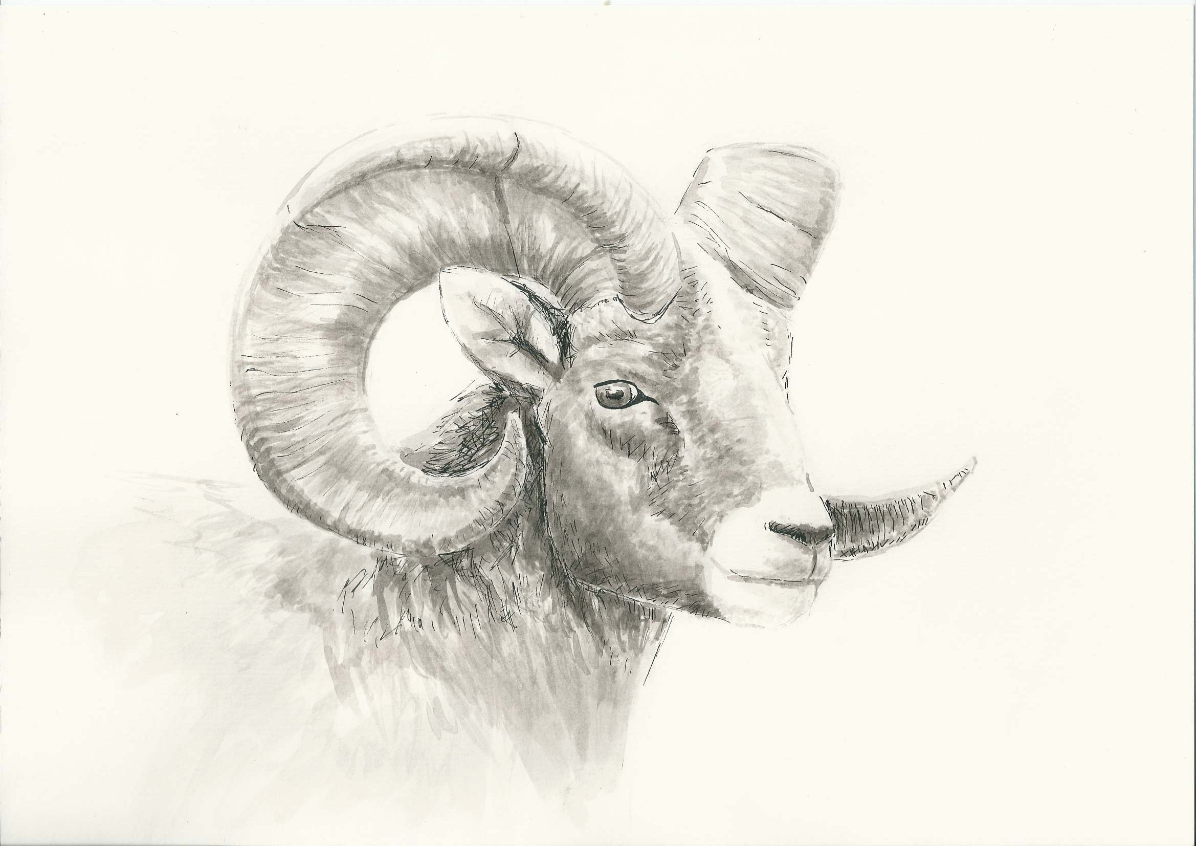 2338x1653 Mountain Goat Face Drawing - Goat Face Drawing