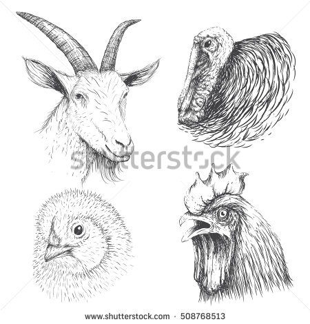 450x470 Goat Face Clipart Color - Goat Face Drawing