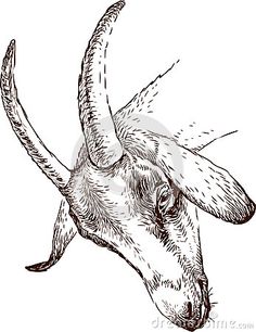 236x306 Goat Face Drawing - Goat Face Drawing