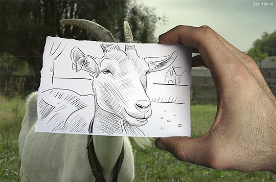 540x356 A Drawing Of A Goat - Goat Face Drawing