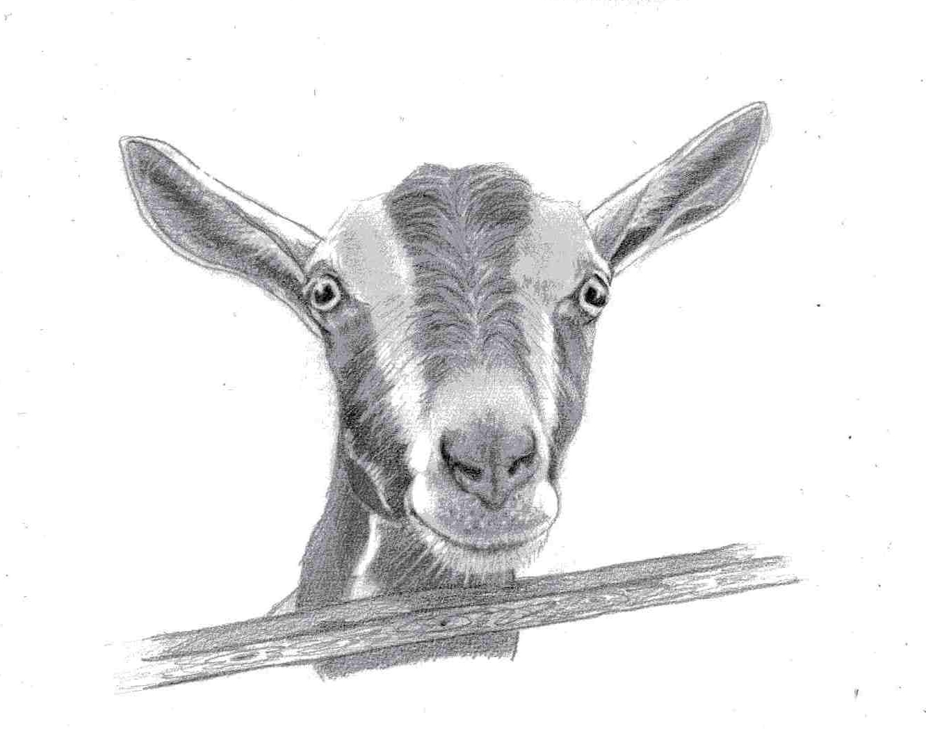1332x1048 Baby Goat Face Drawing - Goat Face Drawing