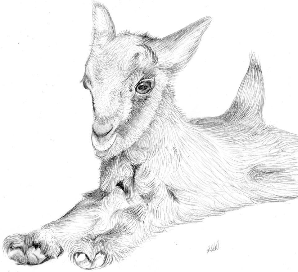 960x879 Baby Goat Face Drawing Gtgt - Goat Face Drawing