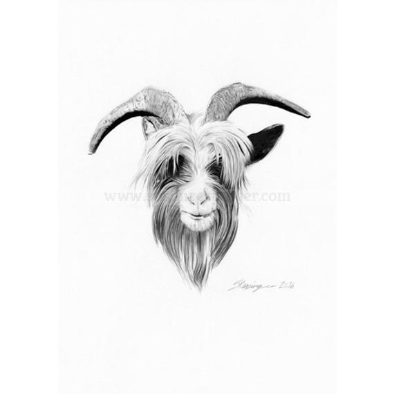 570x570 Dutch Landrace Goat Head Original Drawing Etsy - Goat Head Drawing