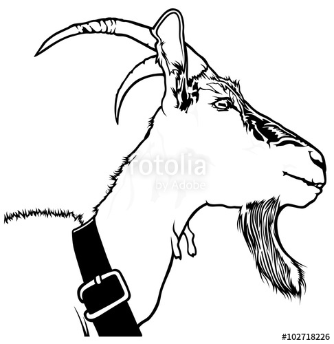 486x500 Goat Head - Goat Head Drawing