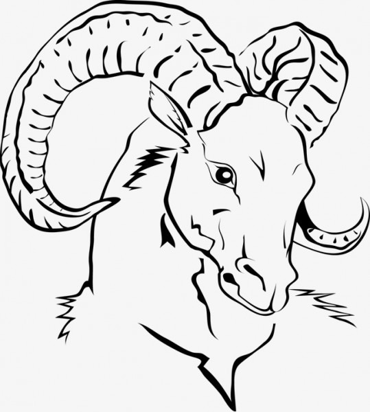 539x600 Goat Head Drawing - Goat Head Drawing
