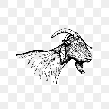 360x360 Goat Head Png, Vectors, And Clipart For Free Download - Goat Head Drawing