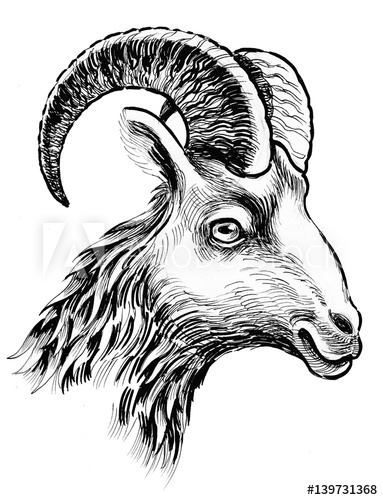 383x500 Goat Head Drawing - Goat Head Drawing