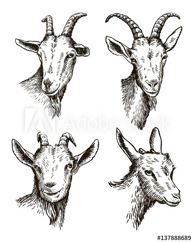 400x500 Goat Head Livestock Animal Grazing Sketch Drawn - Goat Head Drawing