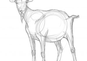 300x210 drawing of a goat line drawing of a goat used in information - Goat Line Drawing