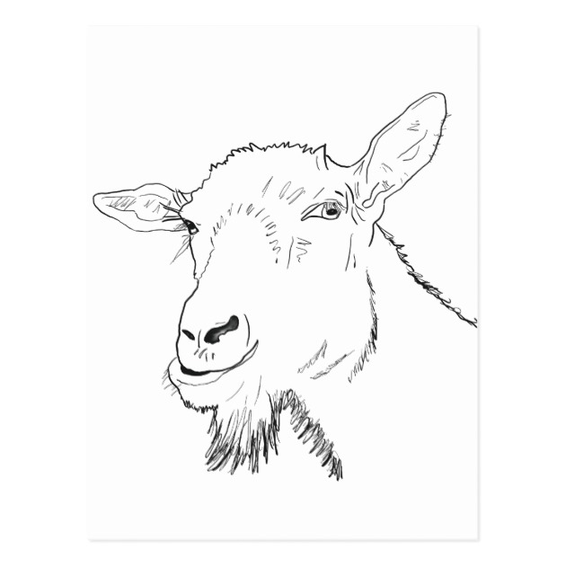 630x630 Funny Goat Line Drawing Animal Art Design Postcard - Goat Line Drawing