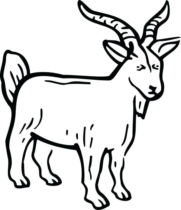 Goat Line Drawing At Paintingvalley Com Explore Collection Of