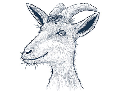 400x300 Goat Illustration - Goat Line Drawing