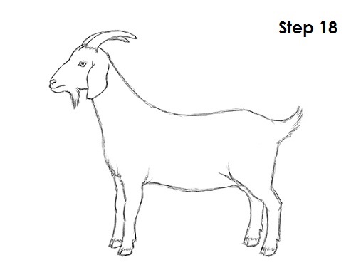 500x386 How To Draw A Goat - Goat Line Drawing