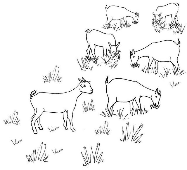 640x584 Line Drawing Of A Grazing Goat Herd Embroidery, Crewel - Goat Line Drawing