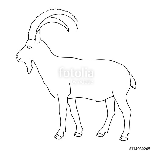 500x500 Siberian Mountain Goat Black Line Drawing Stock Image - Goat Line Drawing