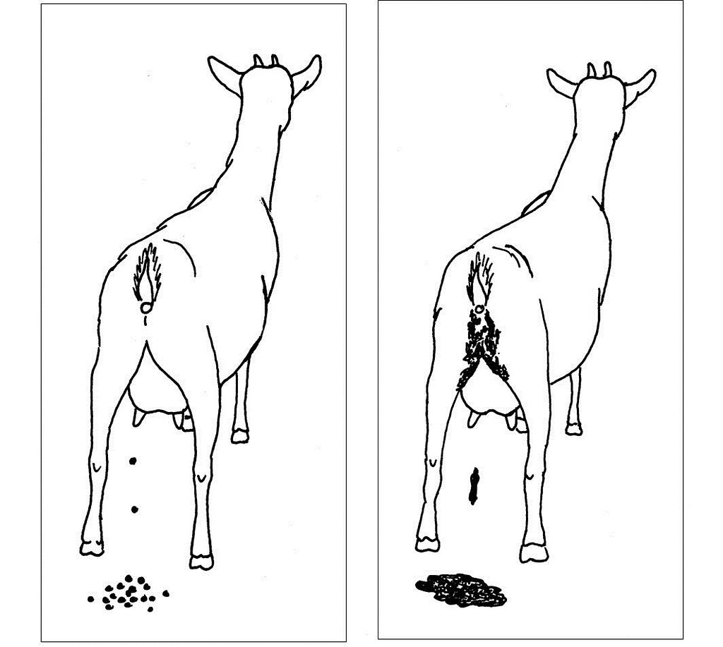 1024x917 The World's Most Recently Posted Photos Of Goats And Linedrawing - Goat Line Drawing