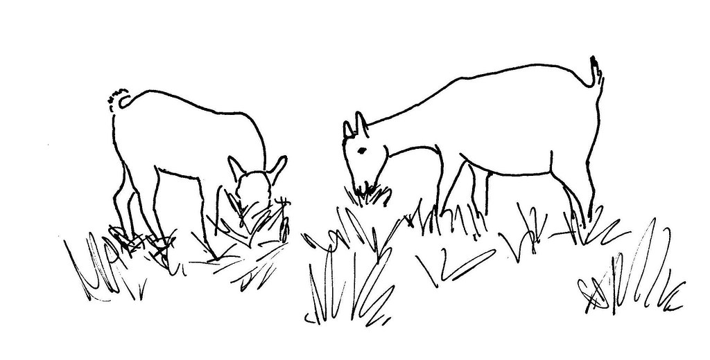 1024x520 The World's Most Recently Posted Photos Of Goats And Mozambique - Goat Line Drawing