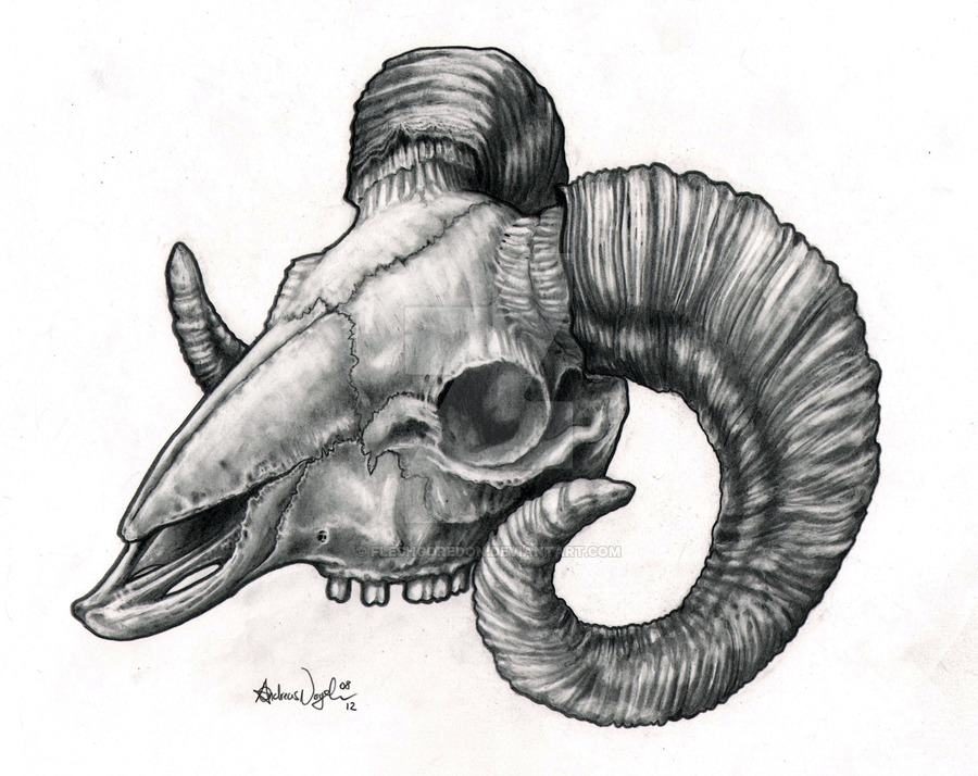 900x714 Goat Skull Study - Goat Skull Drawing