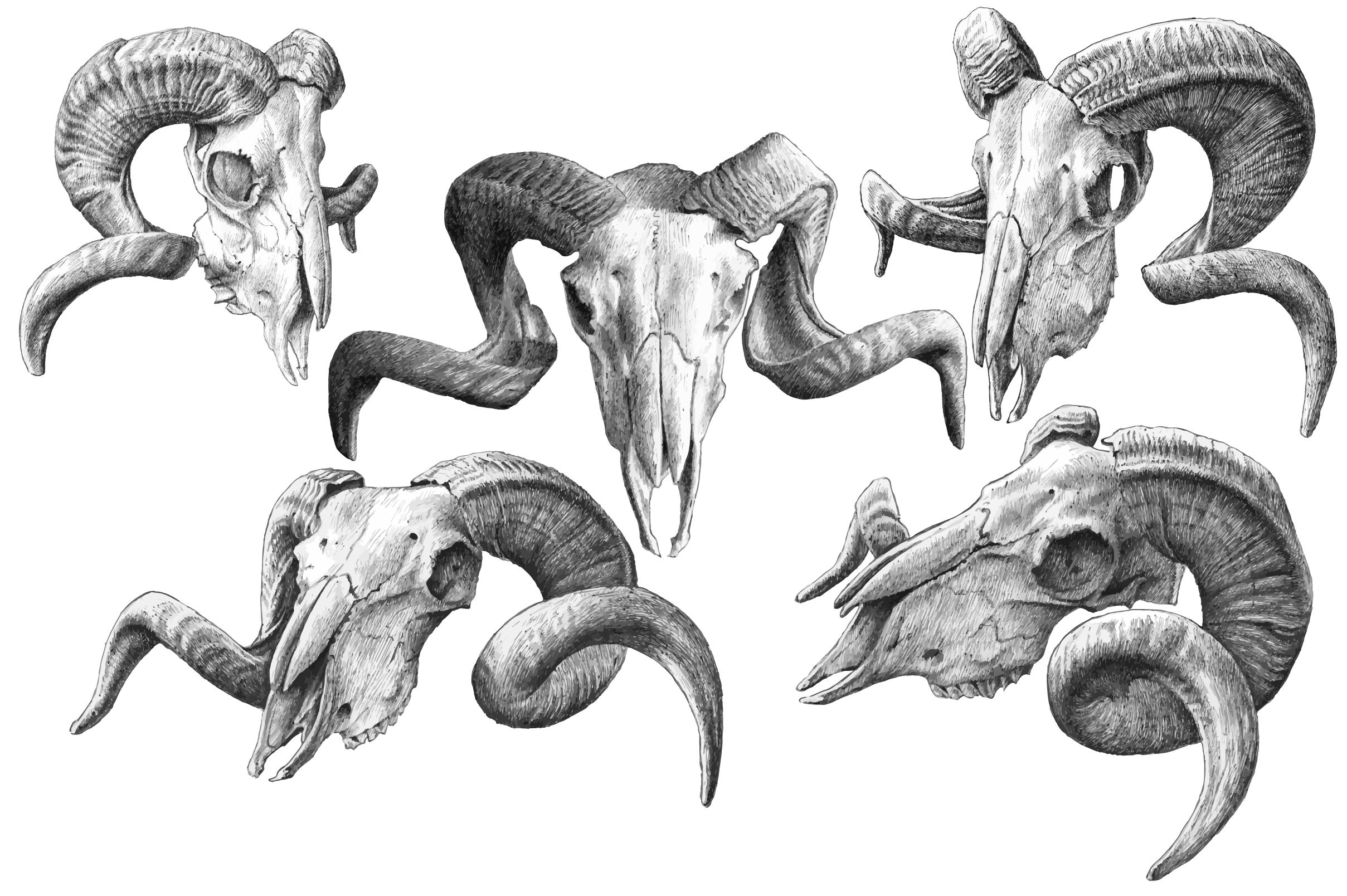 2417x1608 Goat Skulls Hand Drawn - Goat Skull Drawing