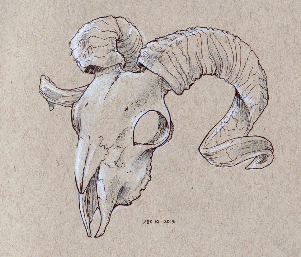 967x827 Huge Collection Of 'ram Skull Drawing' Download More Than - Goat Skull Drawing