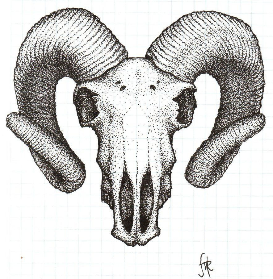 884x904 ram skull drawing luxury ram skull drawing new goat skull dotwork - Goat Skull Drawing