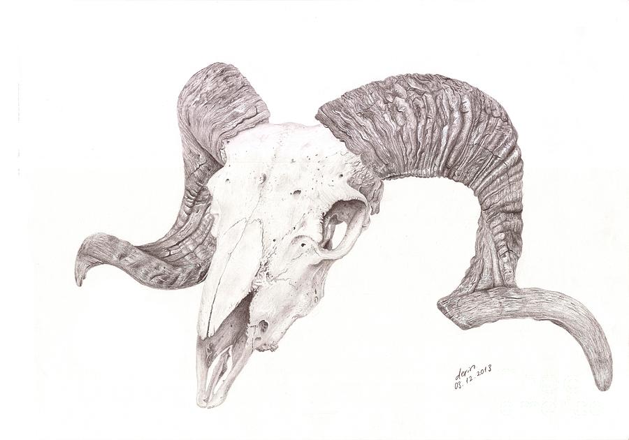900x630 Ram Skull Drawing - Goat Skull Drawing
