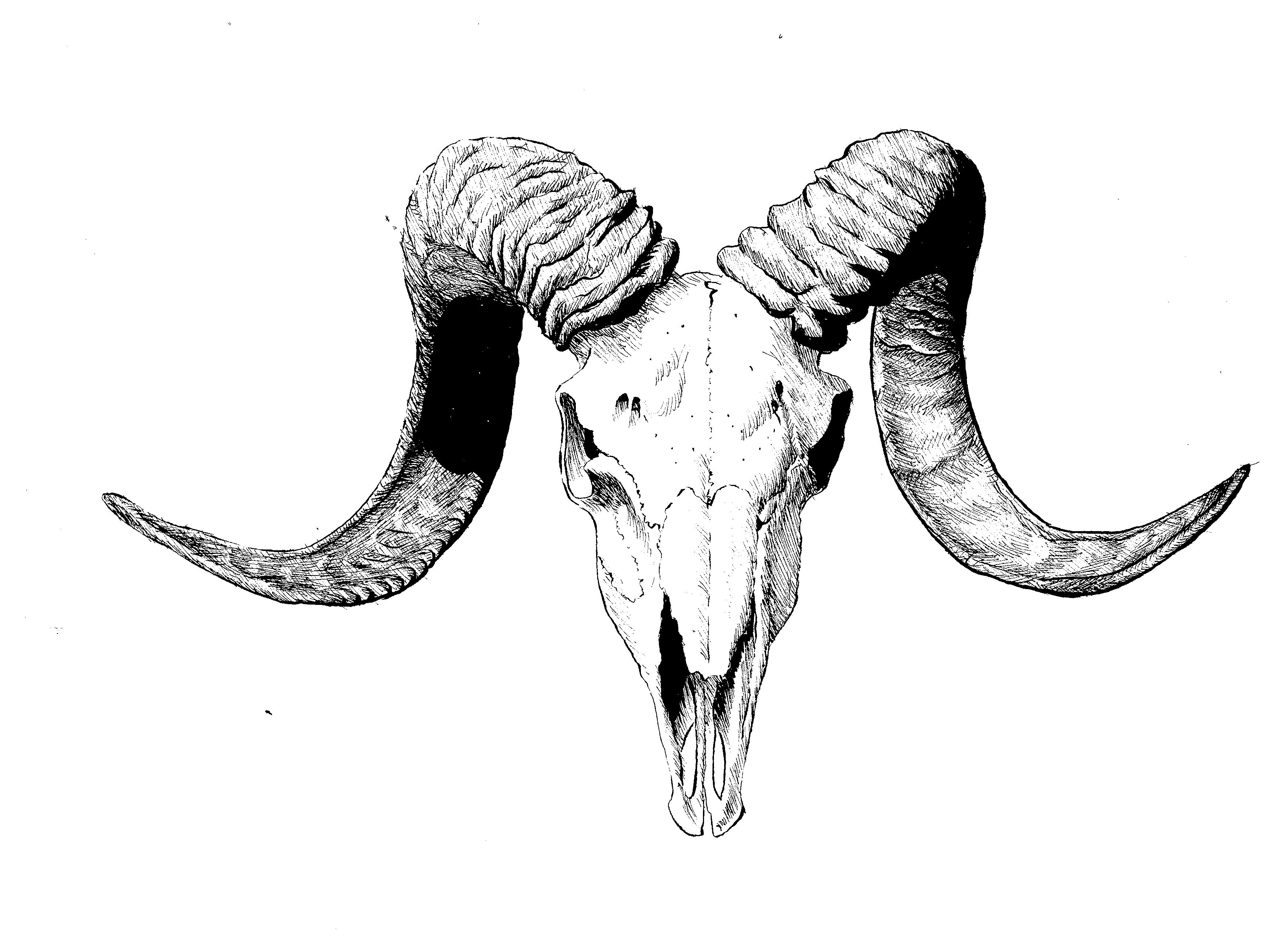 3507x2550 Ram Skull - Goat Skull Drawing