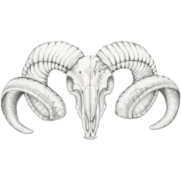 600x600 Ram Drawing Free Download - Goat Skull Drawing