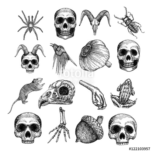 500x500 set of witchcraft attributes hand drawing of witch objects - Goat Skull Drawing