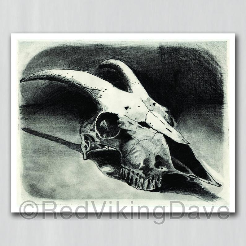 794x794 Goat Skull Drawing Animal Anatomy Study Fine Art Giclee Etsy - Goat Skull Drawing