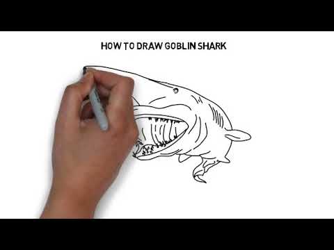 480x360 How To Draw Goblin Shark - Goblin Shark Drawing
