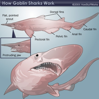 400x400 Blast From The Past Living Fossils - Goblin Shark Drawing