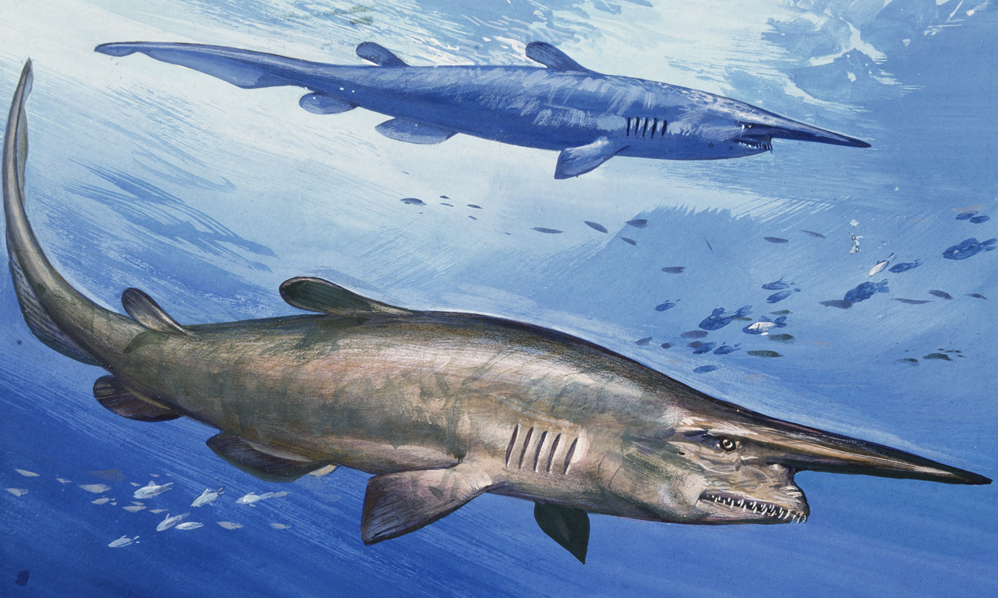 Goblin Shark Drawing at PaintingValley.com | Explore collection of