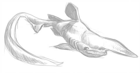 477x250 Goblinshark Explore Goblinshark - Goblin Shark Drawing