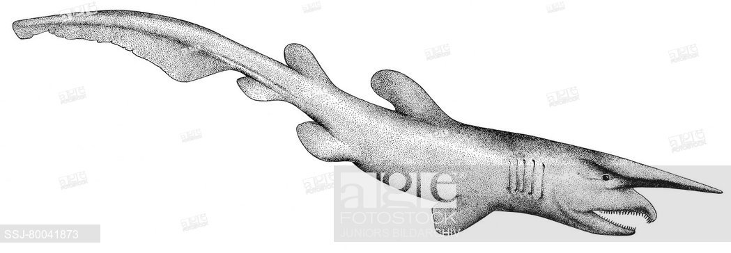 1049x364 Deu, Goblin Shark - Goblin Shark Drawing