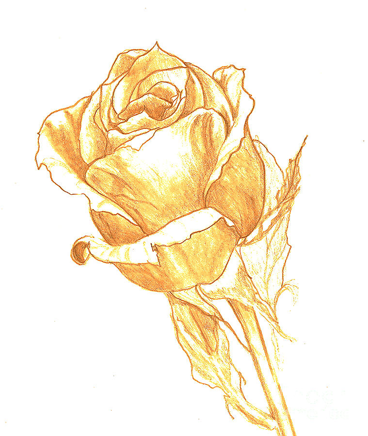 759x900 rose gold drawing - Gold Drawing