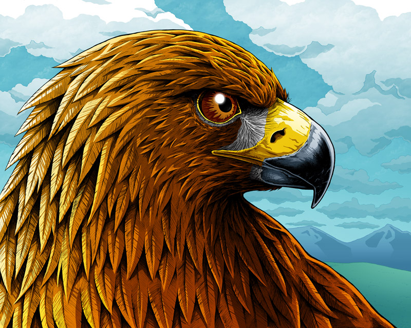 800x640 golden eagle art print - Golden Eagle Drawing