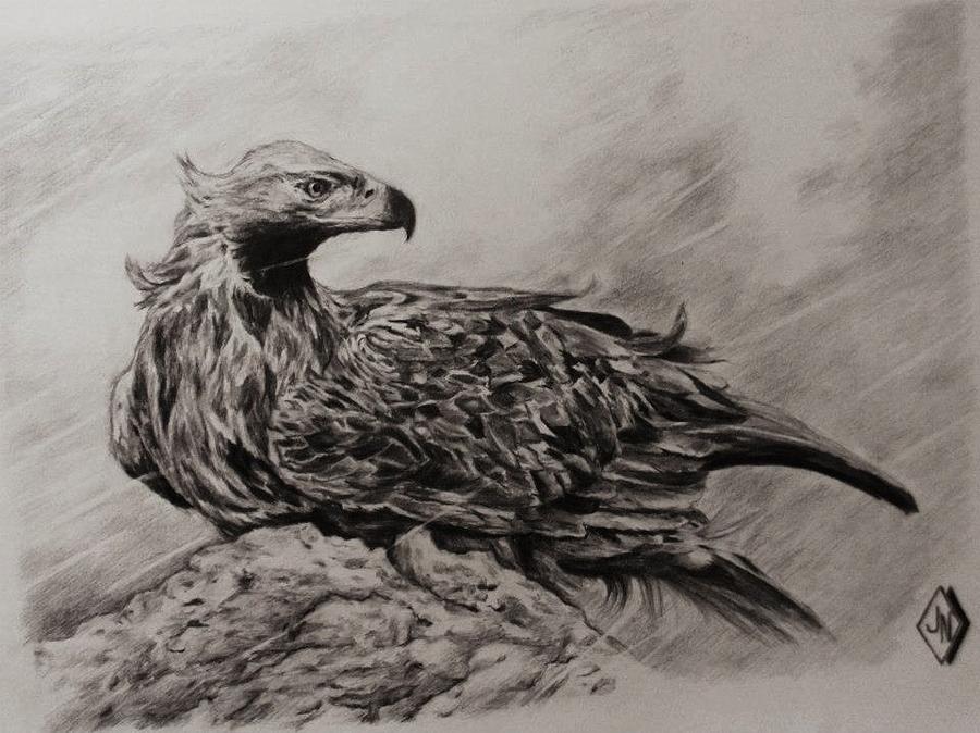 900x674 golden eagle drawing drawing - Golden Eagle Drawing