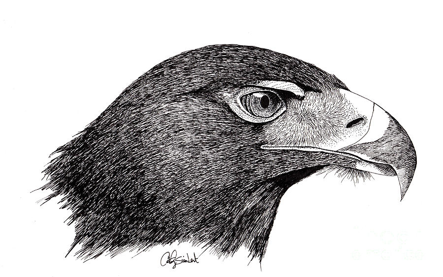 900x562 golden eagle drawing - Golden Eagle Drawing