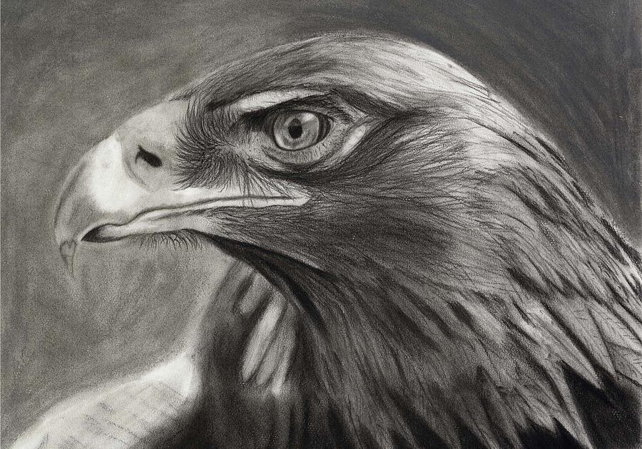 Golden Eagle Drawing at PaintingValley.com | Explore collection of ...