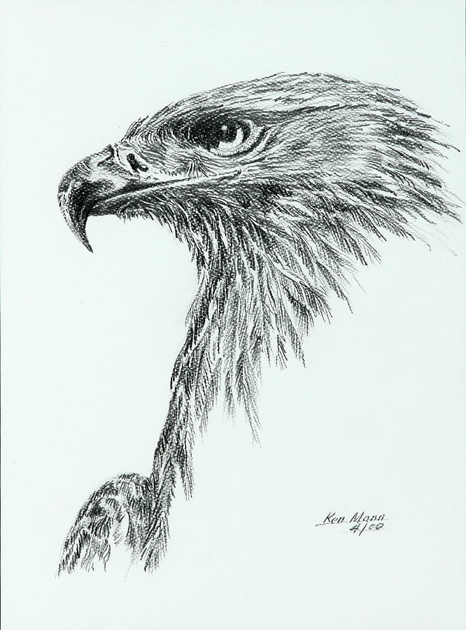 666x900 golden eagle portrait drawing - Golden Eagle Drawing