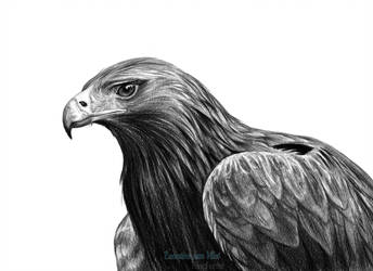 344x250 golden eagle drawing - Golden Eagle Drawing